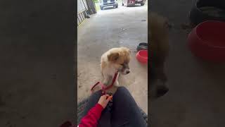 Video preview image #1 Chow Chow-Unknown Mix Puppy For Sale in Grafton, WI, USA