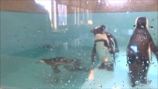 preview picture of video '2014年8月兵庫県三木市バランタインのペンギンが泳いだ'