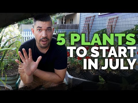 download lagu mp3 mp4 Plants To Grow In July, download lagu Plants To Grow In July gratis, unduh video klip Plants To Grow In July