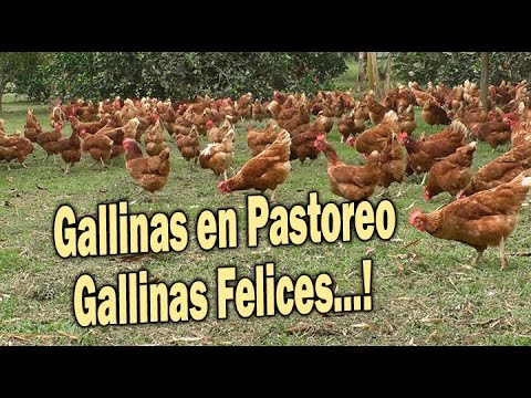 , title : 'GALLINAS EN PASTOREO GALLINAS FELICES'