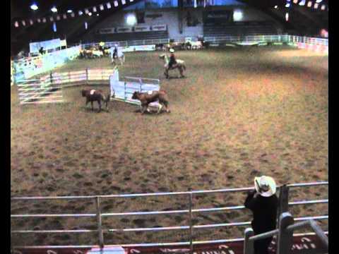 marco serafini e too peppy jac team penning a voghera con laura e mimmo