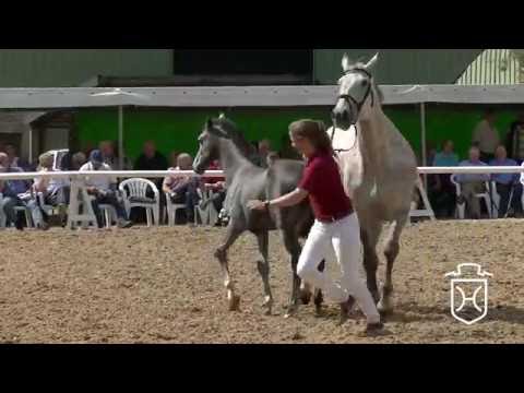 NF131 Hengstfohlen von Livello - Calido I - Cassini I