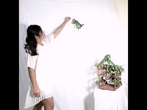 Chi vuol comprar la bella calandrina. Niccolo Jommelli