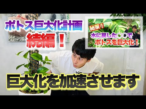 園芸 巨大ウマノスズクサ