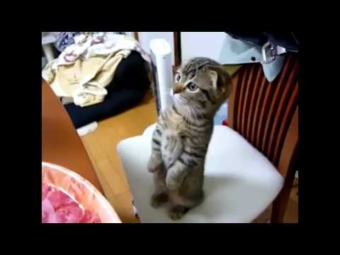 Laskomitset sono parassiti o no Come dare a una sospensione di cucciolo da vermi