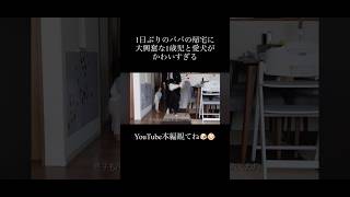 [犬と赤ちゃん]パパの帰宅に大興奮