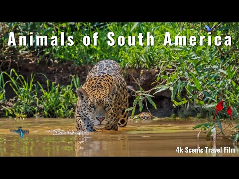 Animals of South America 4k - Scenic Film with Calming Music