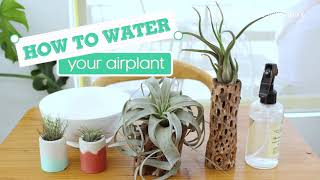 How To: Water Your Air Plant (Tillandsia) 101 | Plant Watering Tips