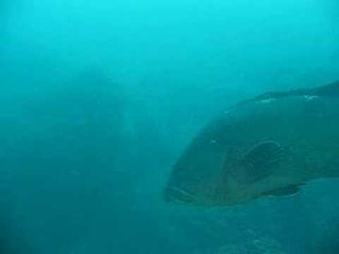 Begegnung mit einem Zacki, Medas-Inseln,Estartit,Spanien
