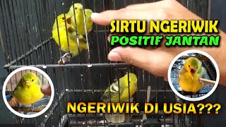 Download lagu At what age do young sirtu cipoh chicks start to chirp? mp3 Download lagu At what age do young sirtu cipoh chicks start to chirp? mp3