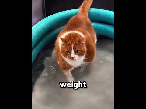 This Is How Chonky Cats Lose Weight 🐱