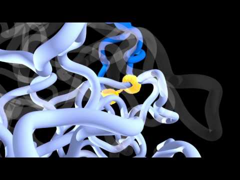 Close-up of DNA extrusion simulation