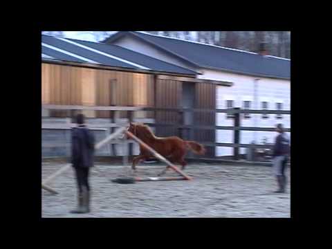 Jahwara D'Ysenbeeck Z