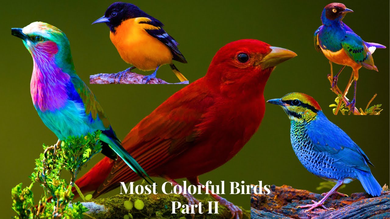 Most Colorful Birds In The World Part 2 | Stunning Nature | Birds Sounds | Learn Names of Birds
