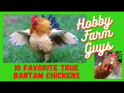 , title : '10 Favorite True Bantam Chicken Breeds'