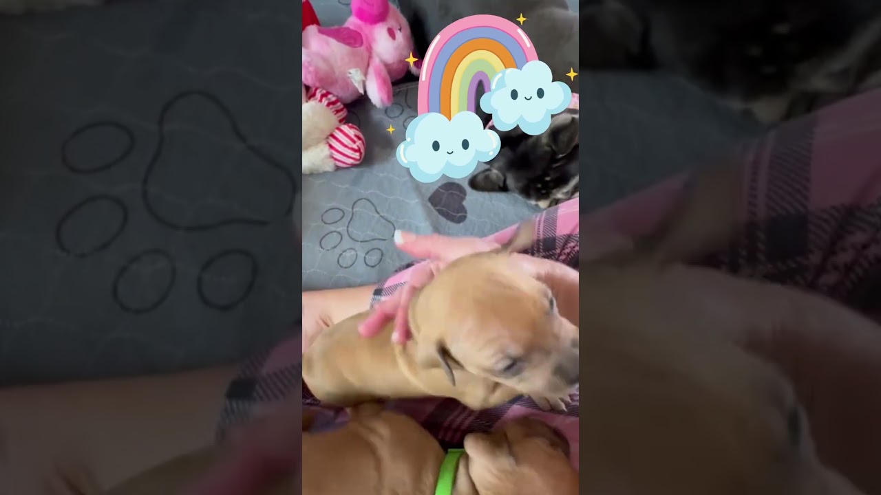 Enlarge Blossom, a Adoptable Pit Bull Terrier in Annapolis, MD video 6/6