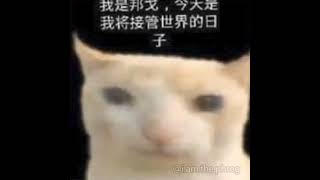 Cat Speaking Chinese Facts