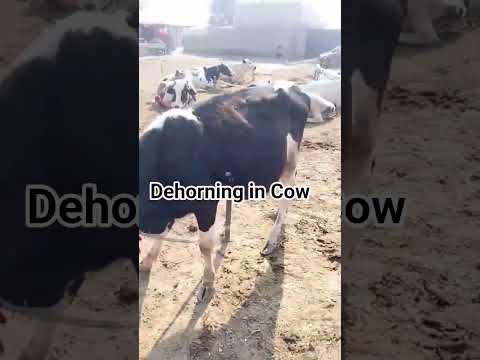 Dehorning in Cow #dehorning #dairyfarming #cow #fypシ