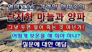 [텃밭농부 1,759]  영하 12도의 한파에 난지형마늘과 양파는 죽지 않고 살아 남을까? 어떤 조치가 필요…