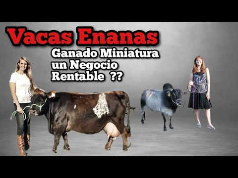 , title : 'Mini Vacas o Vacas Enanas una Ganadería muy rentable.'