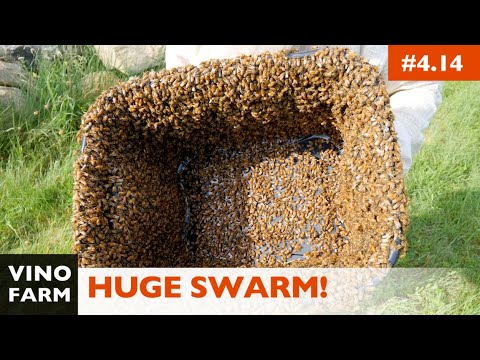 First Time Catching a Swarm of Bees... Now What?