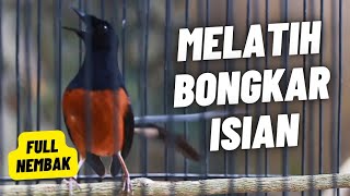 Download lagu MURAI BATU GACOR FULL ISIAN TEMBAKAN KASAR AMPUH MELATIH MURAI EMOSI BONGKAR ISIAN mp3