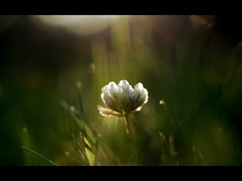 ☆ Motýl - Bílá Tma [HD]