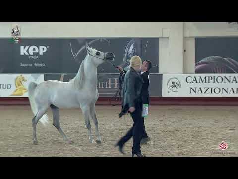 N 110 ALEXANDER PC   Italian Nationals 2020   San Giovanni In Marignano   Stallions 4 to 6 Years Old