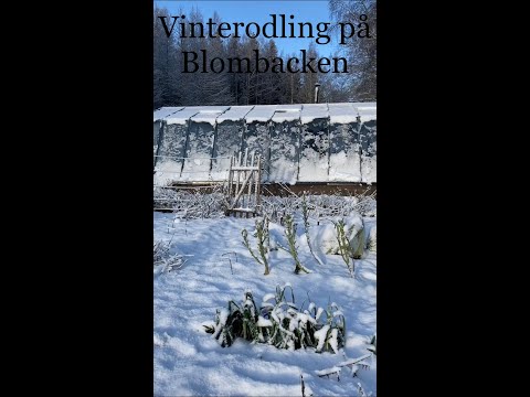16 januari, Adina vinterodlar i växthuset och vi förodlar chili, kronärtskocka, tomat och Gurka