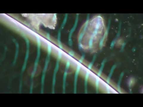 Marsen Jules - Beautyfear VIII