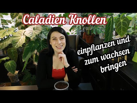 Caladium Knollen einpflanzen | wie sie schneller wachsen