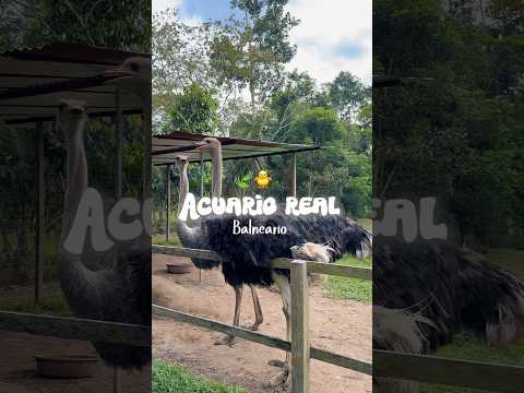 Acuario Real Lago Agrio #avestruz #lagoagrio #sucumbíos #turismo