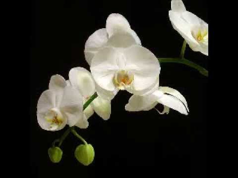 Ellis Island Sound - The Orchid
