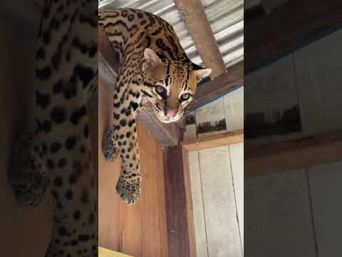 Filhote de onça é encontrado preso em telhado de flutuante em Carauari, no Amazonas