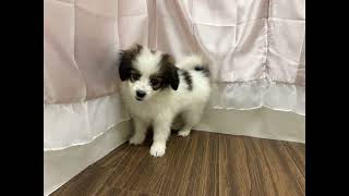 パピヨンの動画01