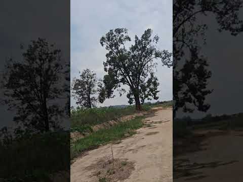 LAVOURA DE MANDIOCA EM PATROCINIO MG#lavoura#mandioca#agro