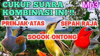 Download lagu Cukup Suara Kombinasi Burung Prenjak Atas, Sogon dan Sepah Raja Auto Panen mp3