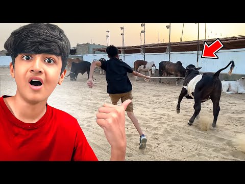Mohib ky hath sy bull khul gya? | 24 hours in mandi