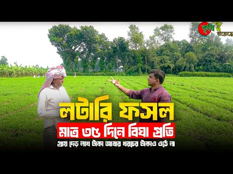 লটারি ফসল (Lottery Dhoniya) -মাত্র ৩৫ দিনে বিঘা প্রতি প্রায় দেড় লাখ টাকা আবার খরচের টাকাও ওঠে না