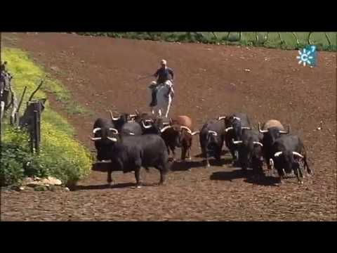 Ganadería Núñez del Cuvillo