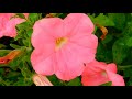 The Most Beautiful Flowers Streets In The World