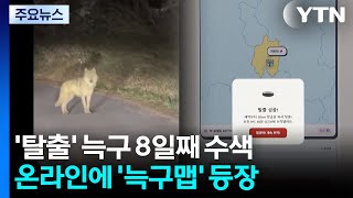 대전 탈출 늑대 8일째 수색...'늑구맵' 누리집 화제 / YTN