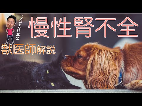犬の腎不全 - 症状と治療法