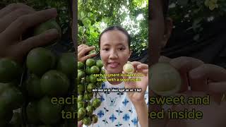 Green Burmese Grapes #phuongsesame