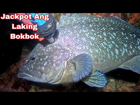 Ep 680 dive 2 Jackpot Ang Laking bokbok😱😱 night spearfishing Philippines 