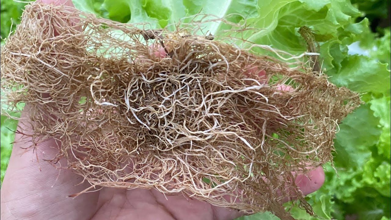 Quando entendi isso, melhorei meu cultivo hidropônico!