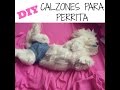 DIY Calzon O Braguitas Para Perrita Coton De Tulear