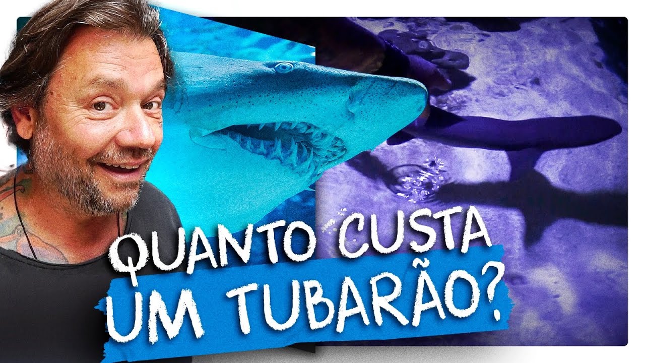 VAMOS COLOCAR UM TUBARÃO NO MEU AQUÁRIO JUMBO? | RICHARD RASMUSSEN