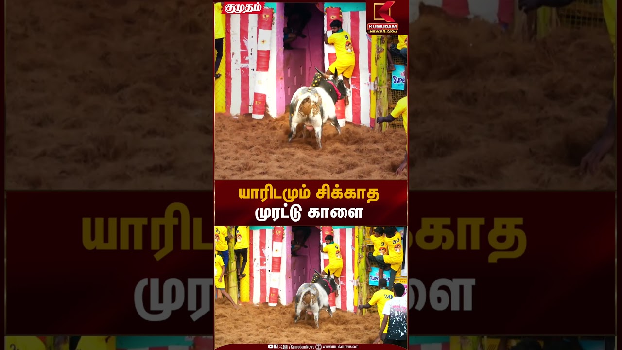 யாரிடமும் சிக்காத முரட்டு காளை 🐂 | Palamedu Jallikattu | Pongal 2026 | Kumudam News