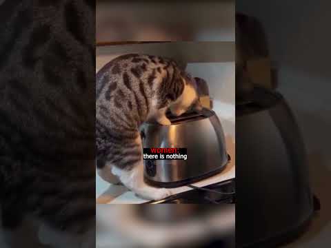 when the cat is just doing it's job...😭